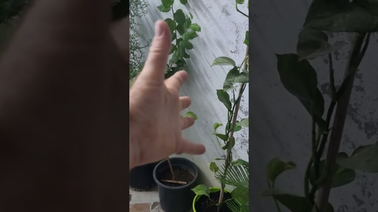 گەشەی لاب لابەکەت راوەستایە gashay lab labakat rawastaya