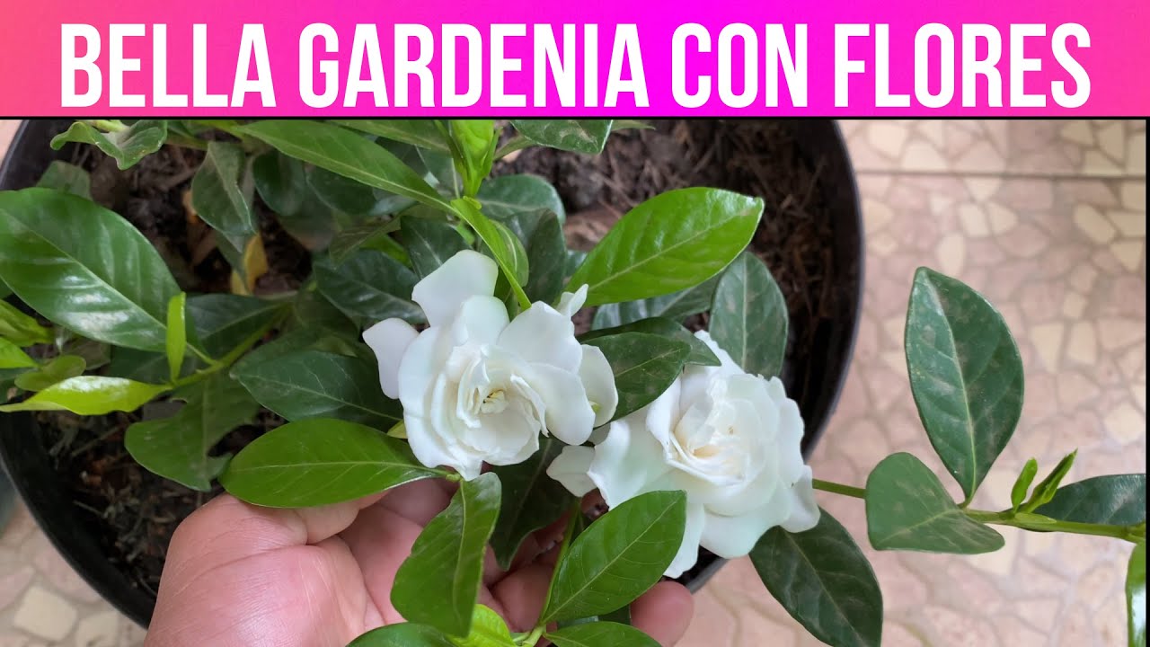 COMO TENER JAZMINES BELLOS Y LLENOS DE FLORES, COMO CUIDAR GARDENIAS