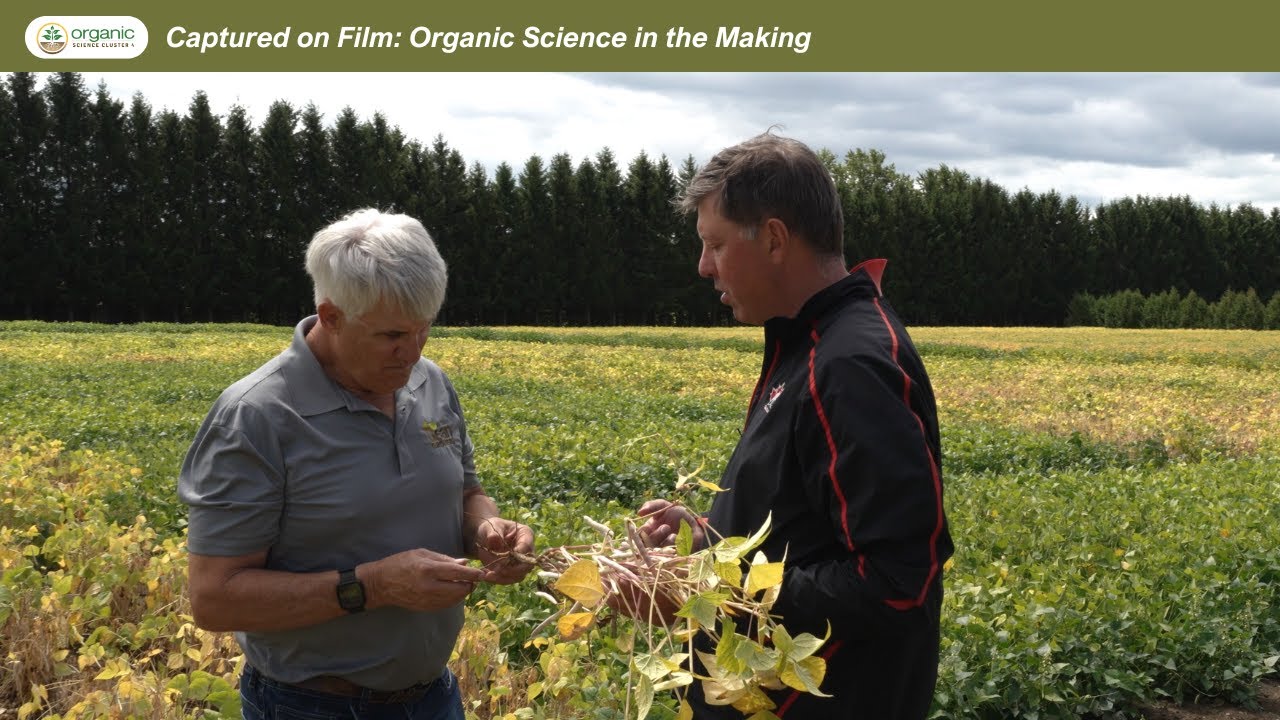 Resistant Cultivars and Innovative Management for Organic Dry Bean Production