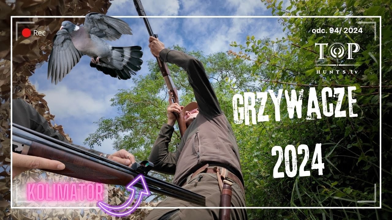 Polowanie na grzywacze 2024 | Hunting wood pigeons over decoys