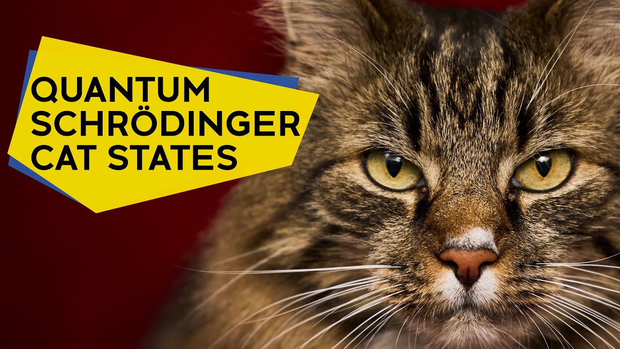 Schrödinger cat states of a nuclear spin qudit in silicon
