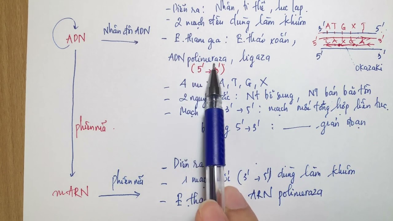 ÔN TẬP HỌC KÌ I - CHƯƠNG I - CƠ CHẾ DI TRUYỀN VÀ BIẾN DỊ [SINH 12]