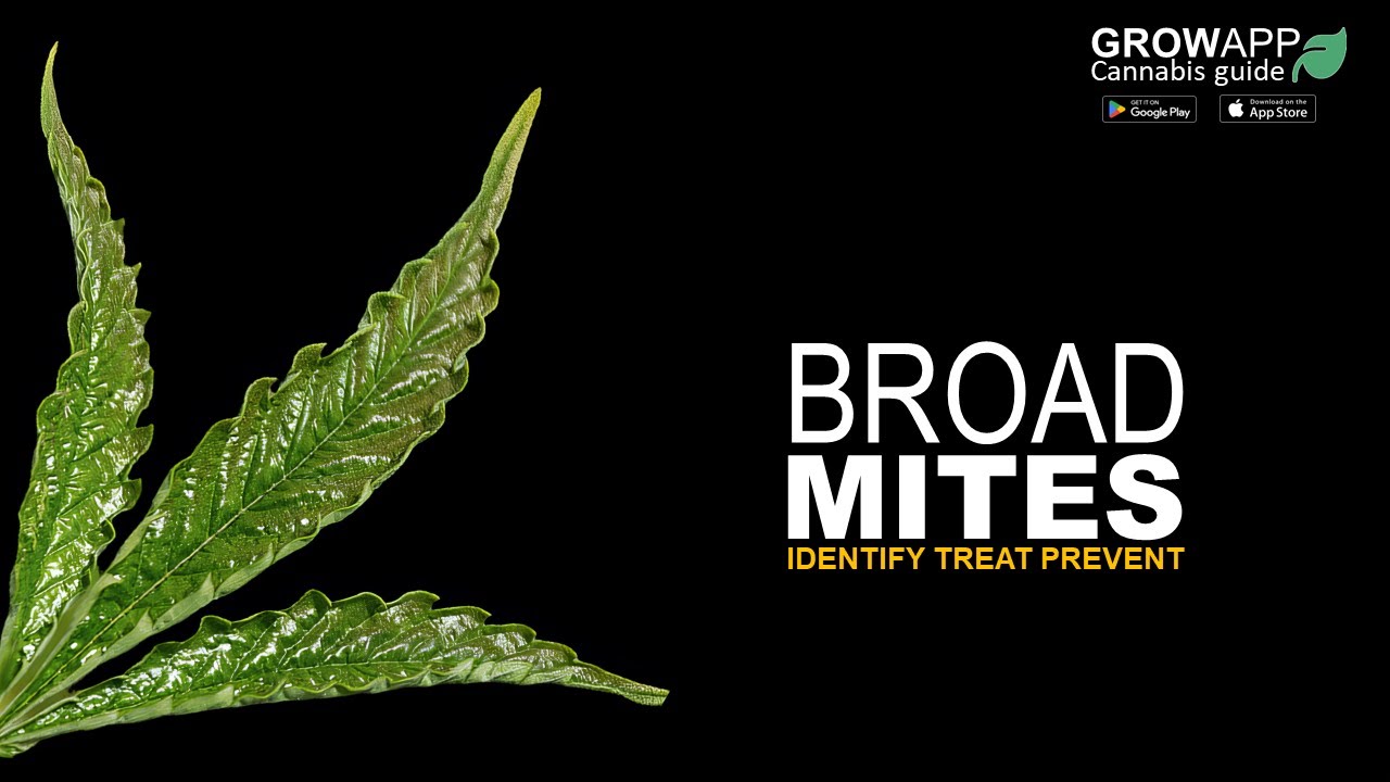 Broad Mites | Identify, Treat, Prevent