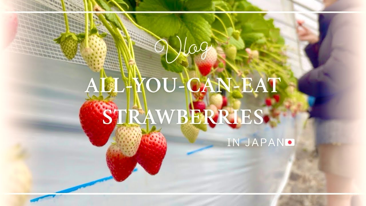 Strawberry Picking in Japan 🇯🇵🍓 | Rainy Day Vlog