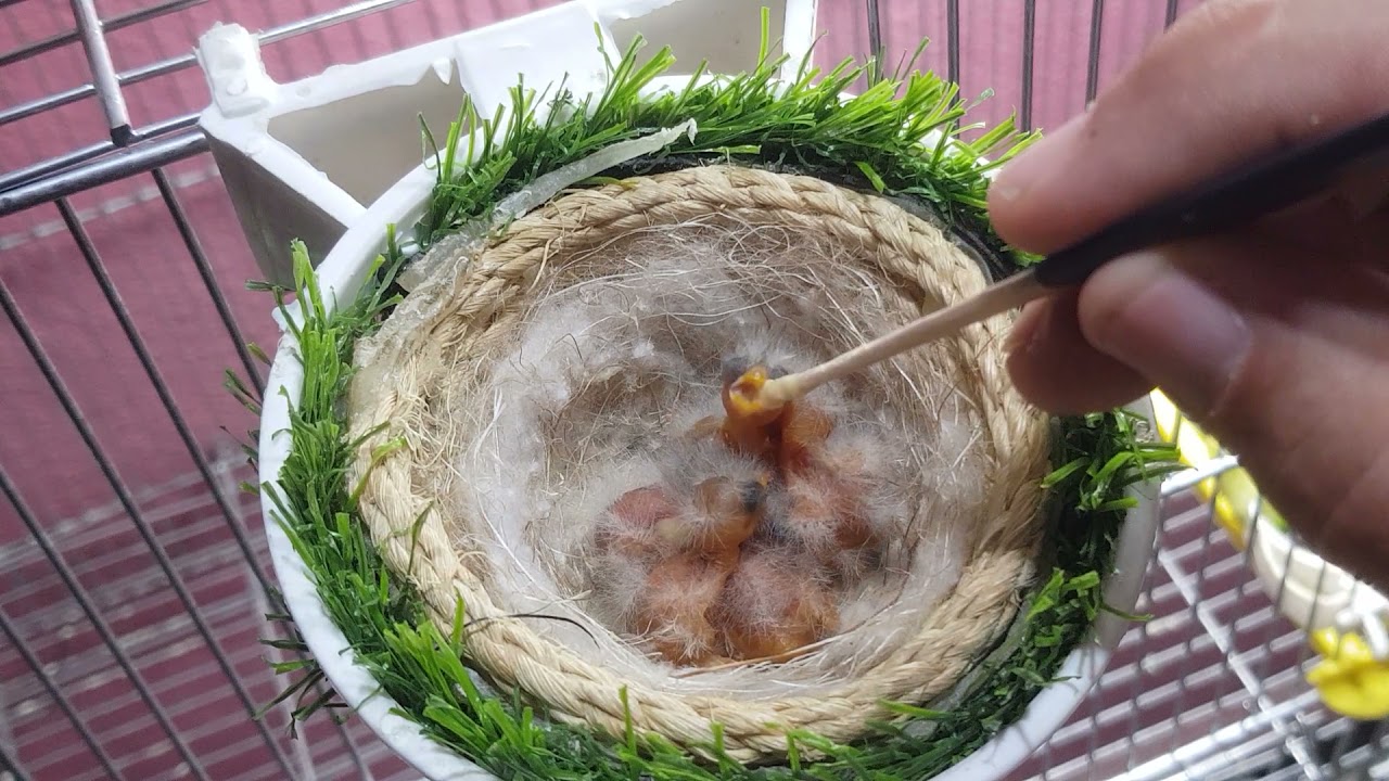 إطعام فراخ الحسون بعد اليوم الأول من الفقس(Feeding goldfinch chicks after the first day of hatching)