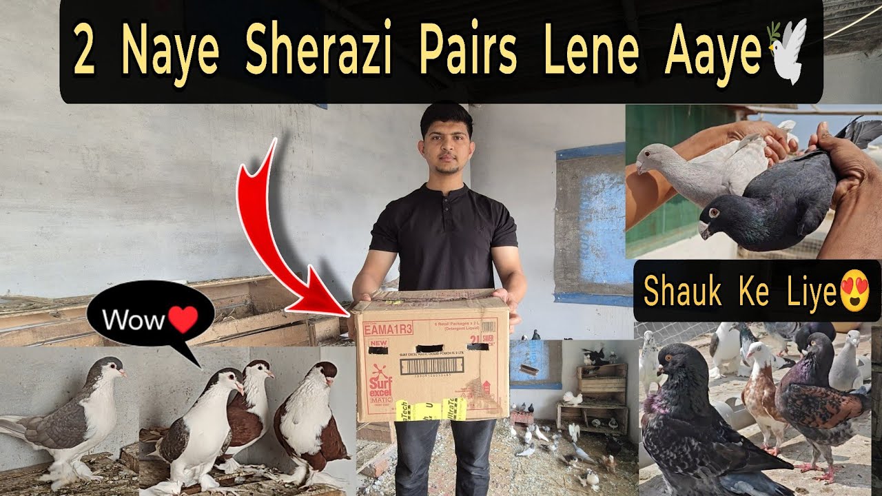 2 New Sherazi Pairs Lene Aaye🕊️ || New Breeds Ka Shauk😍