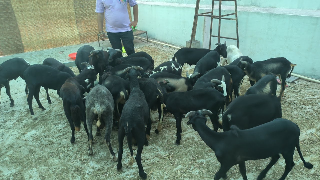 Premium Quality Rampuri Sheep Contact 8686498282, 8121270400, 8125514319