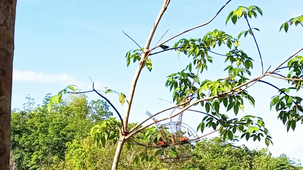 pemikat c tamalang vs merah dada melawan tompinai..