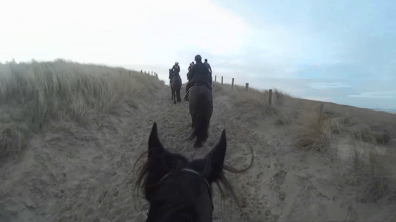 [Friesian Horses] Morning ride on the beach