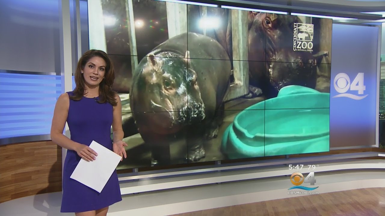 Hippo Baby Fiona Gets Her Own Show