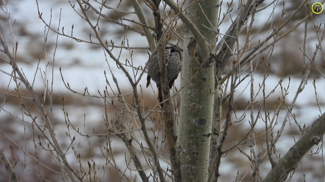 Northern Flicker Excavating a Tree | Woodpecker Wildlife (2026 January 28)