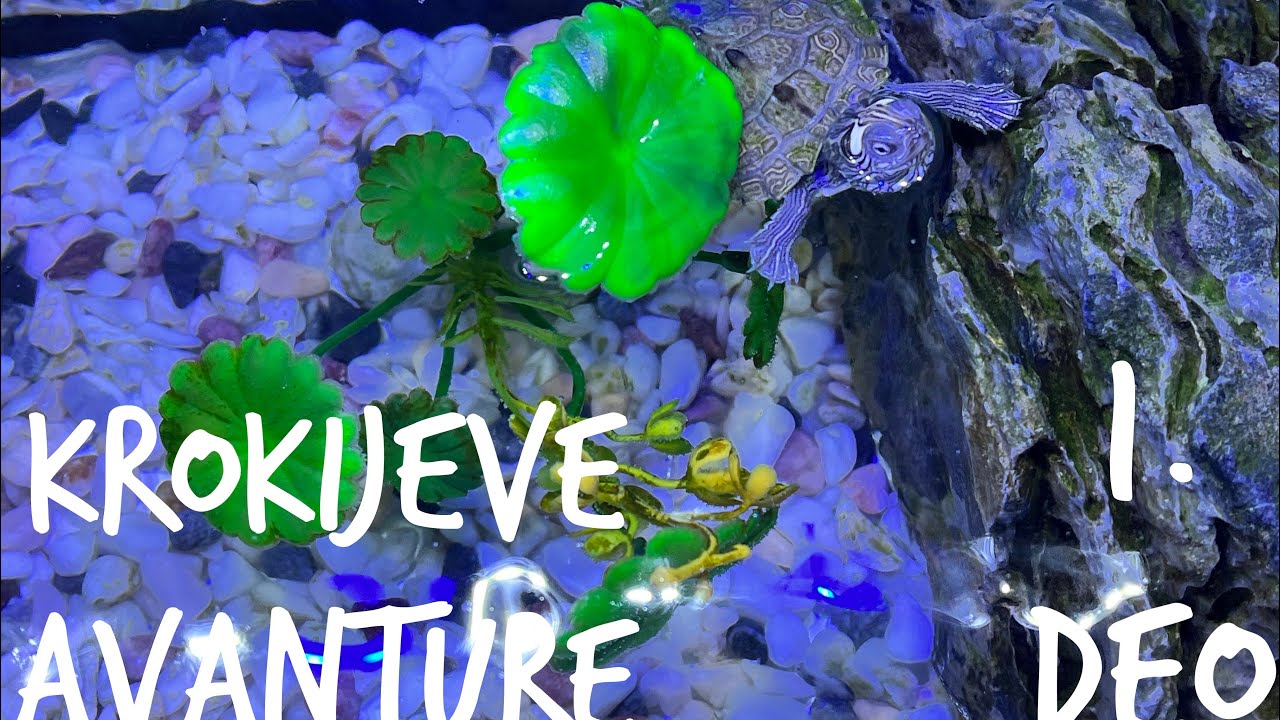 Krokijeve avanture | VODENA KORNJACA