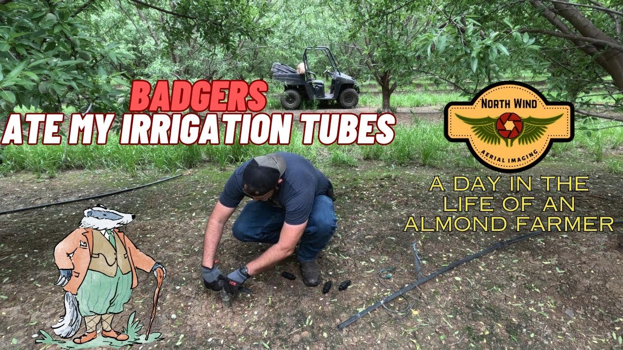 Farmer Ride Along - Badgers ate my almond orchard irrigation tubing