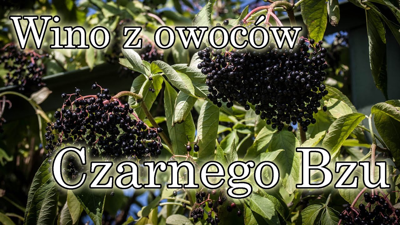 Wino z owoców Czarnego Bzu! Przepis na zdrowy trunek !