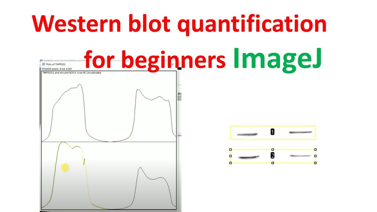 Количественная оценка вестерн-блота с использованием imageJ для начинающих | количественная оценк...