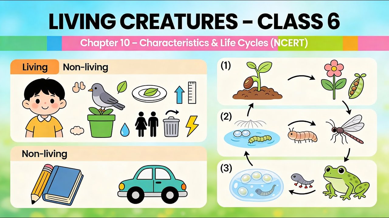 Глава 10: Живые существа: Изучение их характеристик [6 класс, Наука] NCERT