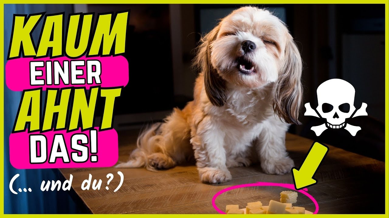 8 Lebensmittel, die deinen Hund binnen MINUTEN töten