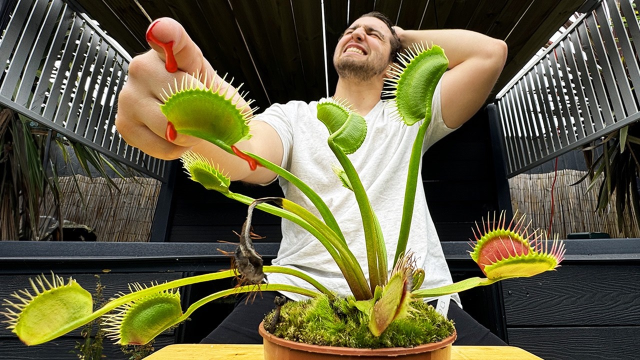 My Venus Flytrap Won a Drop of Blood – Season 1 Movie - The Flytrap Games