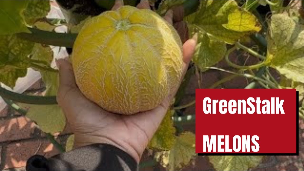 A GreenStalk melon harvest 🍈 When to pull plants