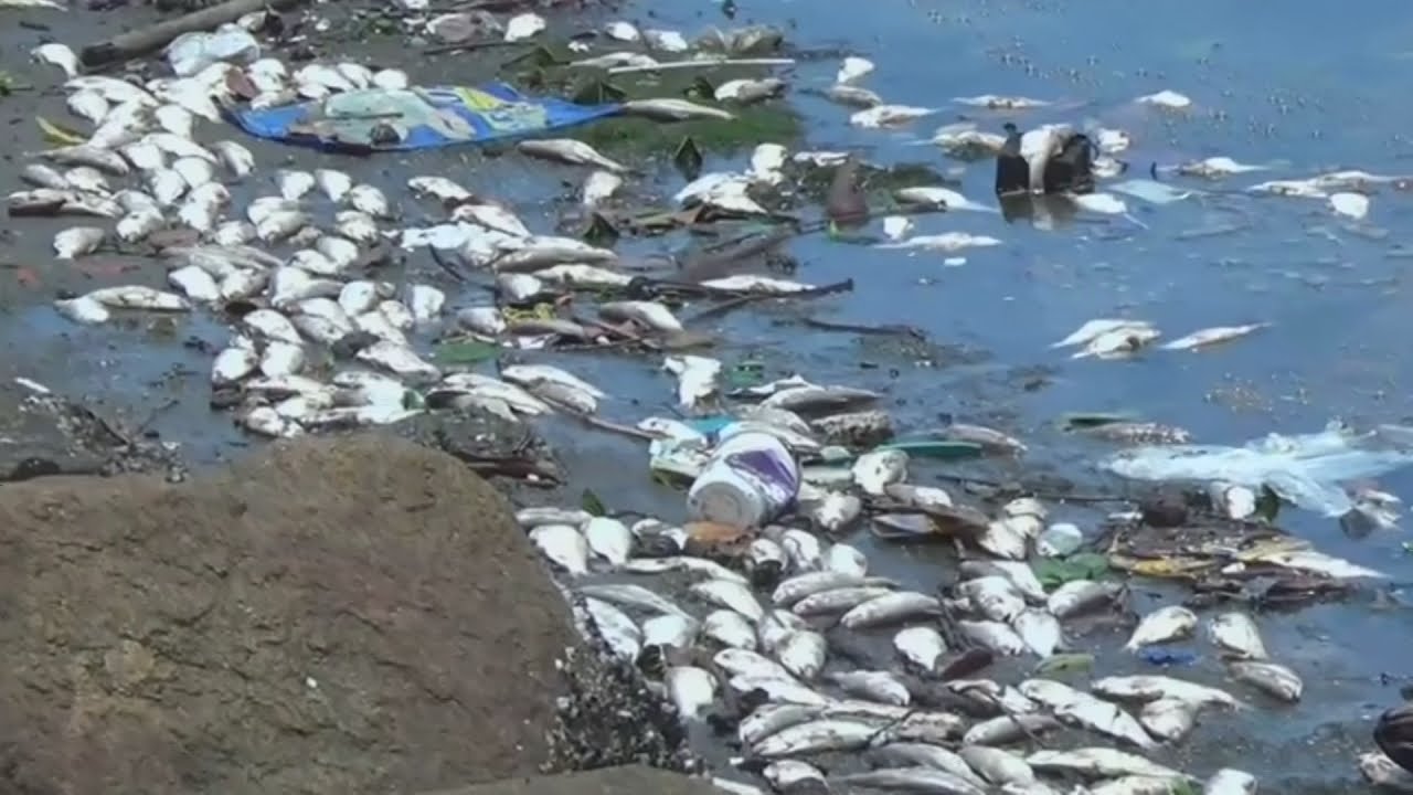 Thousands of dead fish wash up on Rio's Olympic shore