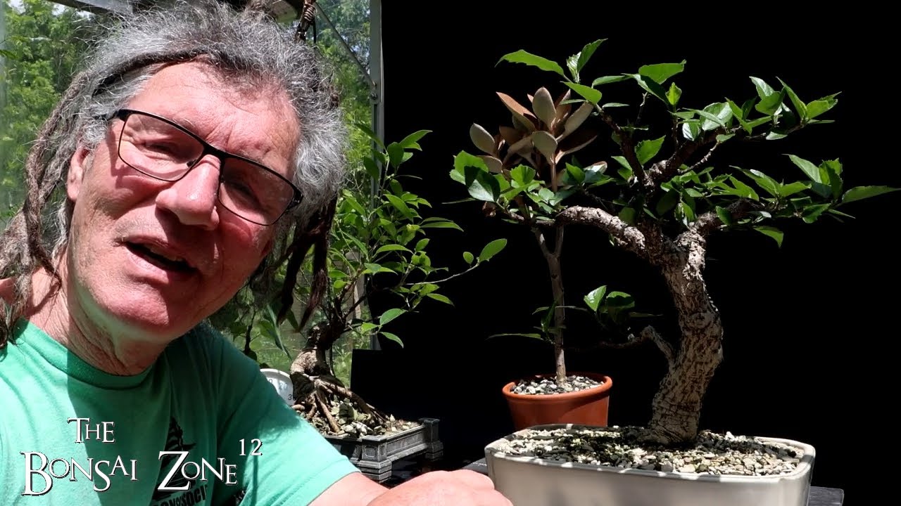My Hibiscus, Tiger Bark Ficus and the Copper Spoon, The Bonsai Zone, June 2025