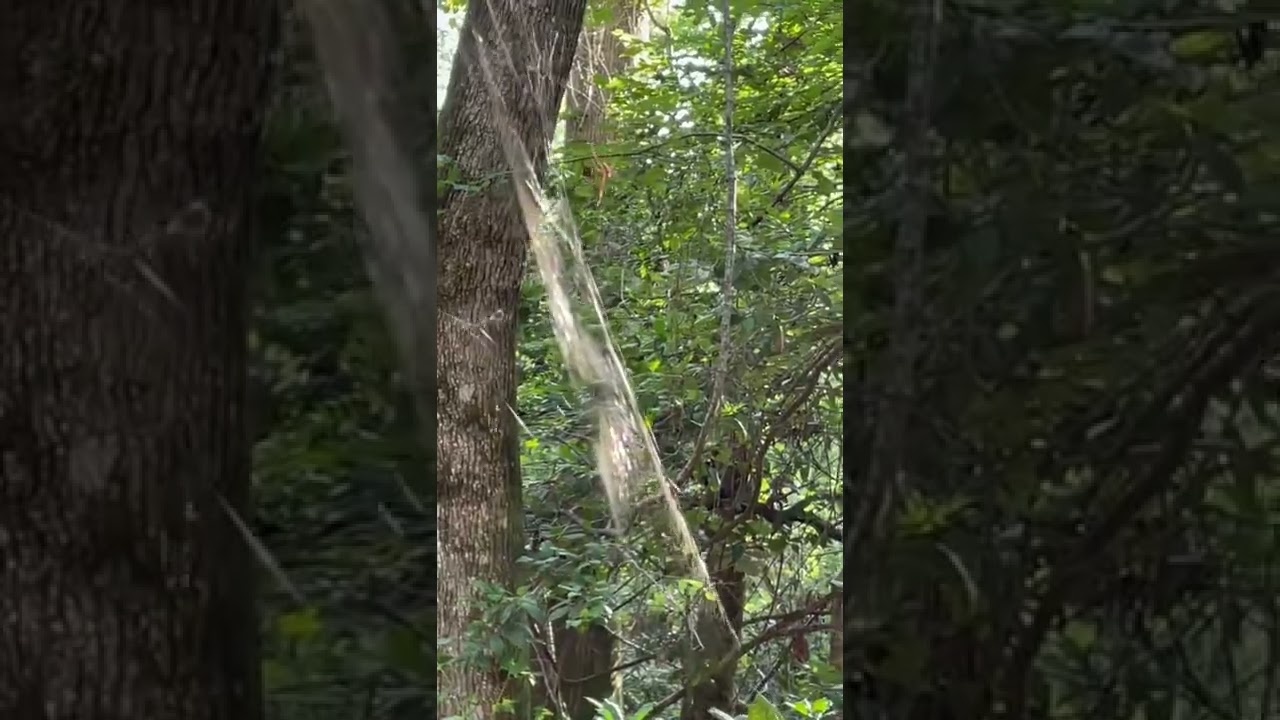 Looks like the Rings of Saturn | Golden Silk Orb Weaver