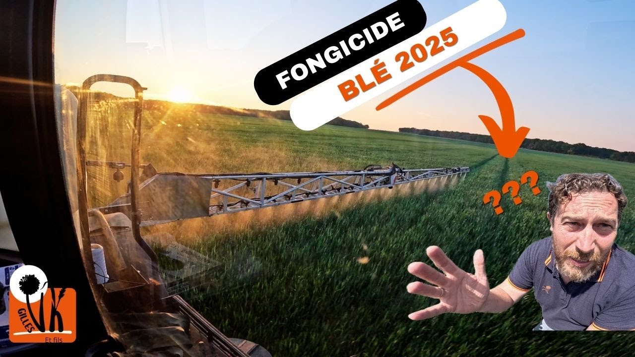 Fongicides blé 2025, que faire ??