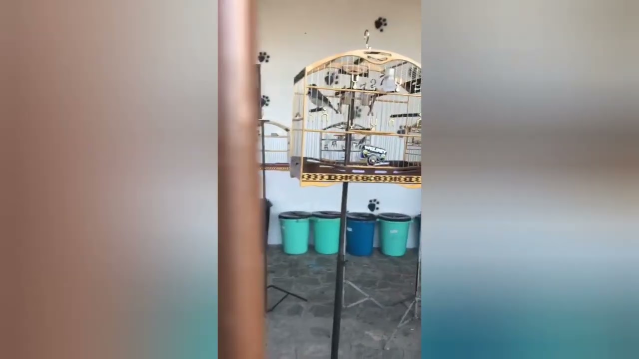 Roda Treino de Coleiro e Papa Capim,  hoje com STAR
