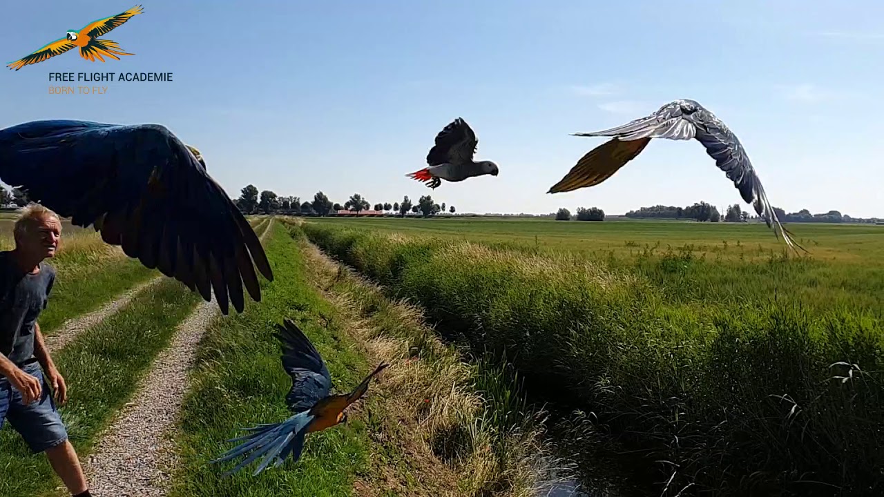 Free Flight African Grey with macaws
