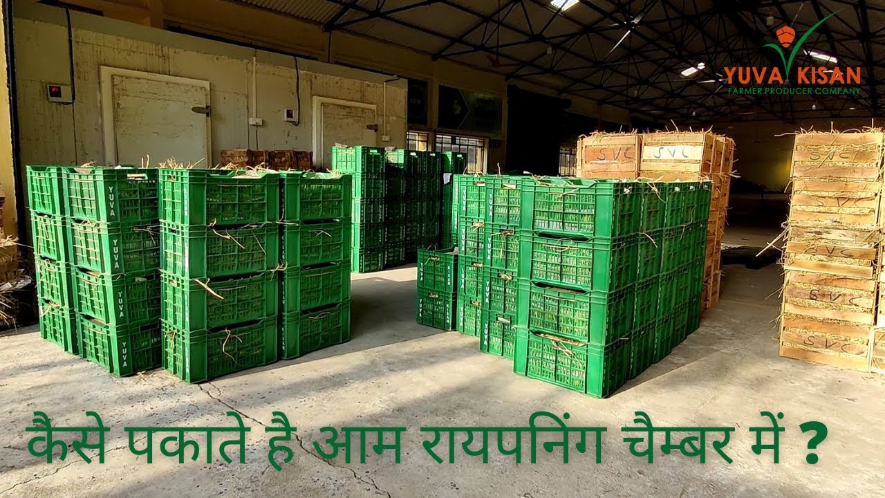 Alphonso Mango Rippening Chember. कैसे पकाते है आम रायपनिंग चैम्बर में ?