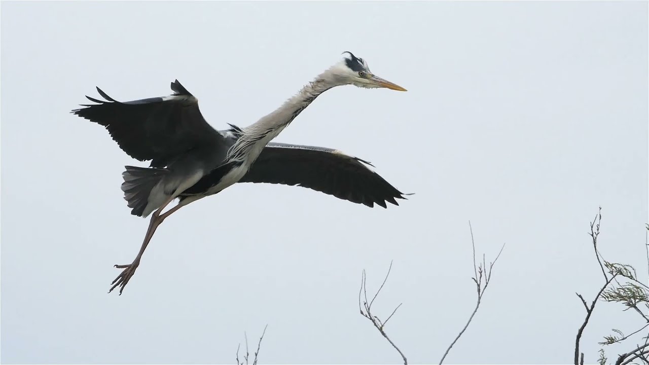 Herons and Egrets, Habitats, Migration, Nesting