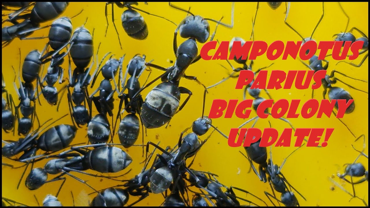 Camponotus Parius BIG COLONY UPDATE!