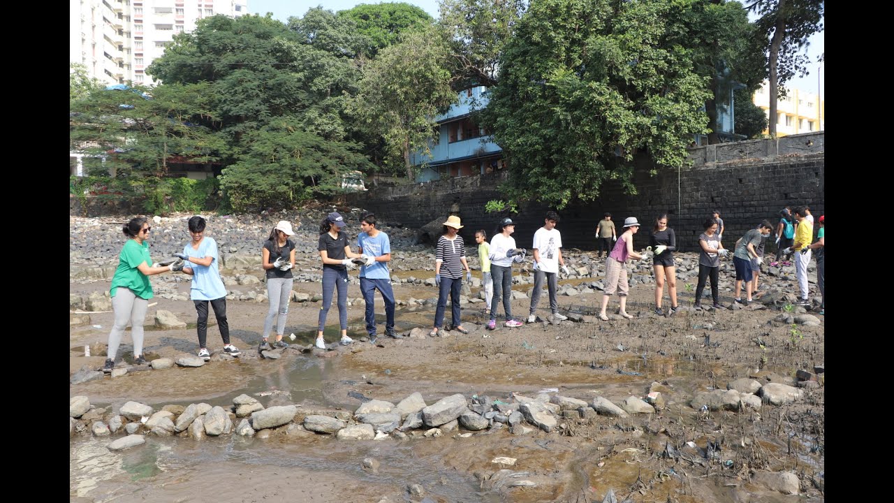 New Acropolis Restores Colaba's Mangroves with Students of B.D. Somani School