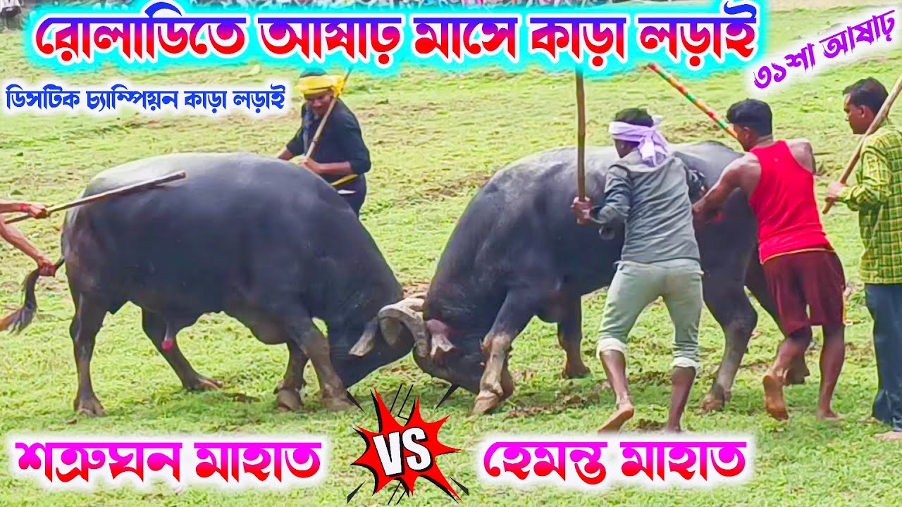 রোলাডি আসরে ডিসটিক চ্যাম্পিয়ন কাড়া লড়াই || শত্রুঘন মাহাত বনাম হেমন্ত মাহাত || Roladih Kara lorai
