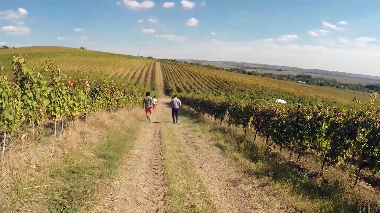 Wine Regions on the Danube Wine Route of Croatia, Serbia and Romania
