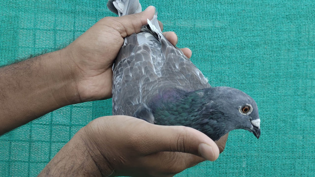 Bangalore Racing Homer Pigeon