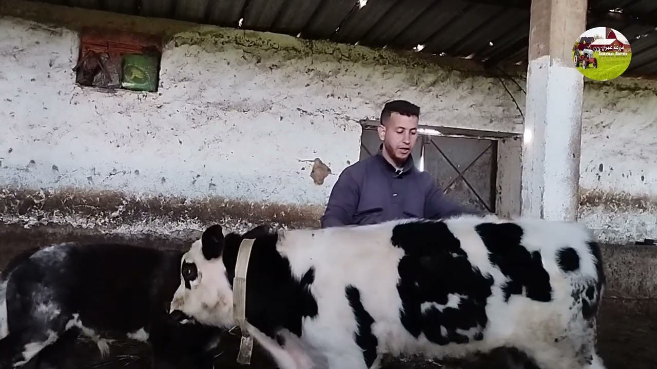 طريقة البدء مع العجول الصغار الأدوية والوقت المحدد