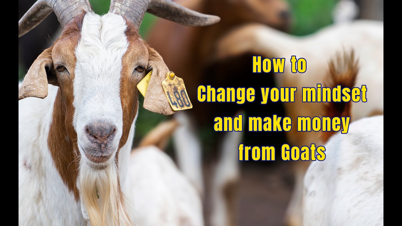 How to Change  your mindset and make money from Goats