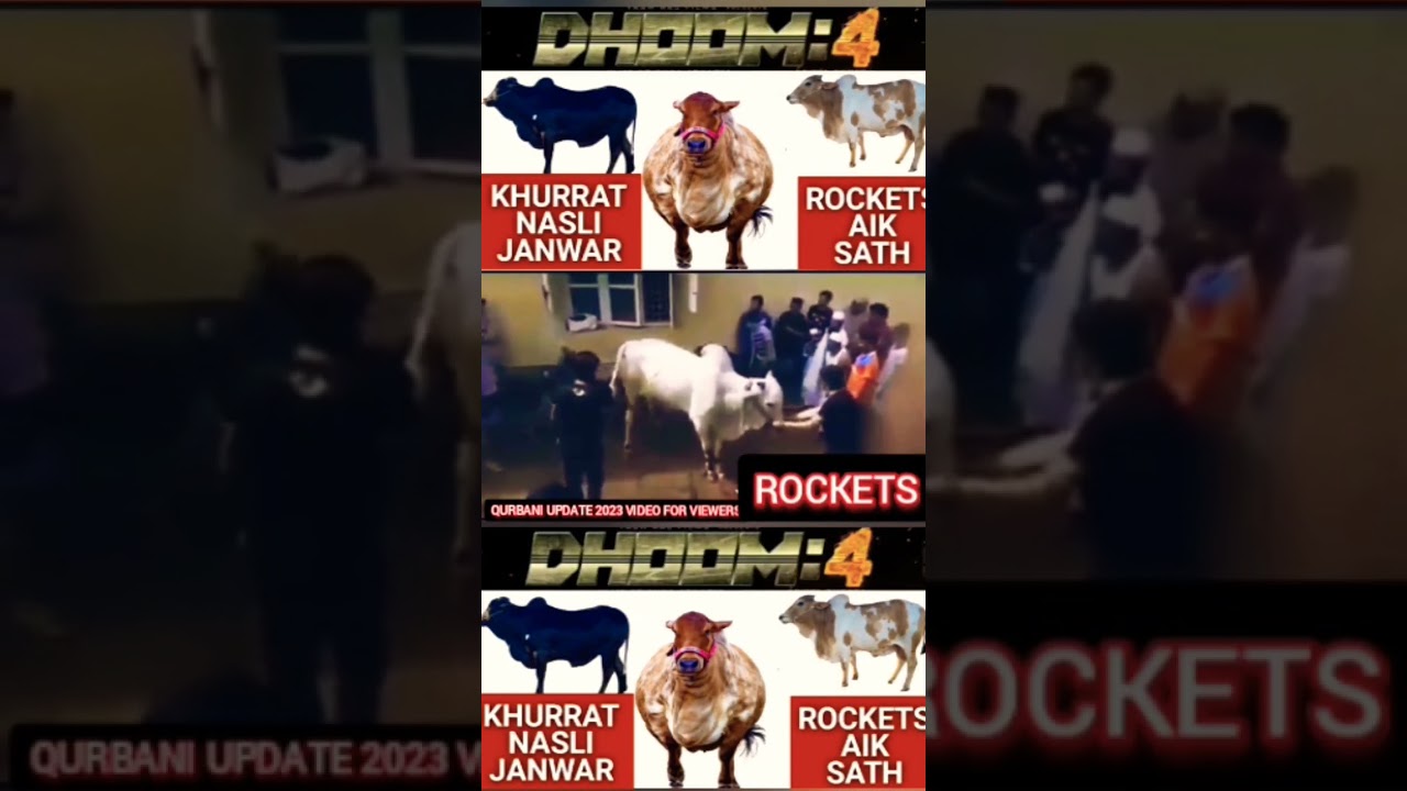 #Dhoom #cow #animal #Qurbani2023 #No1Trending #rocket #viral #mandi #khurrat #camels #live