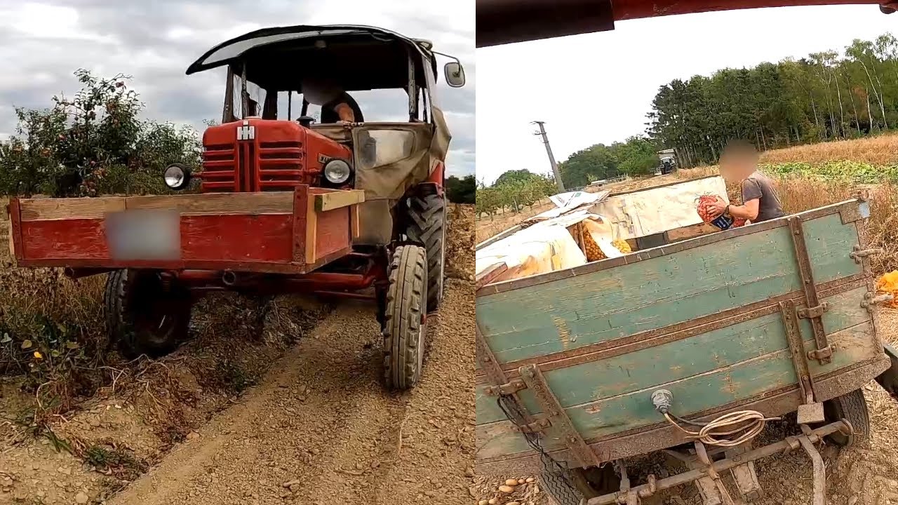 Kartoffeln ausmachen | IHC D214 | Farm Vlog #1