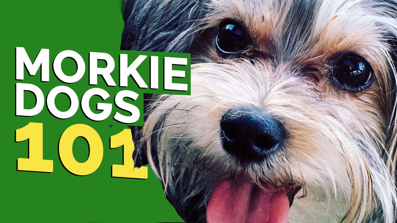 Morkie Dogs 101