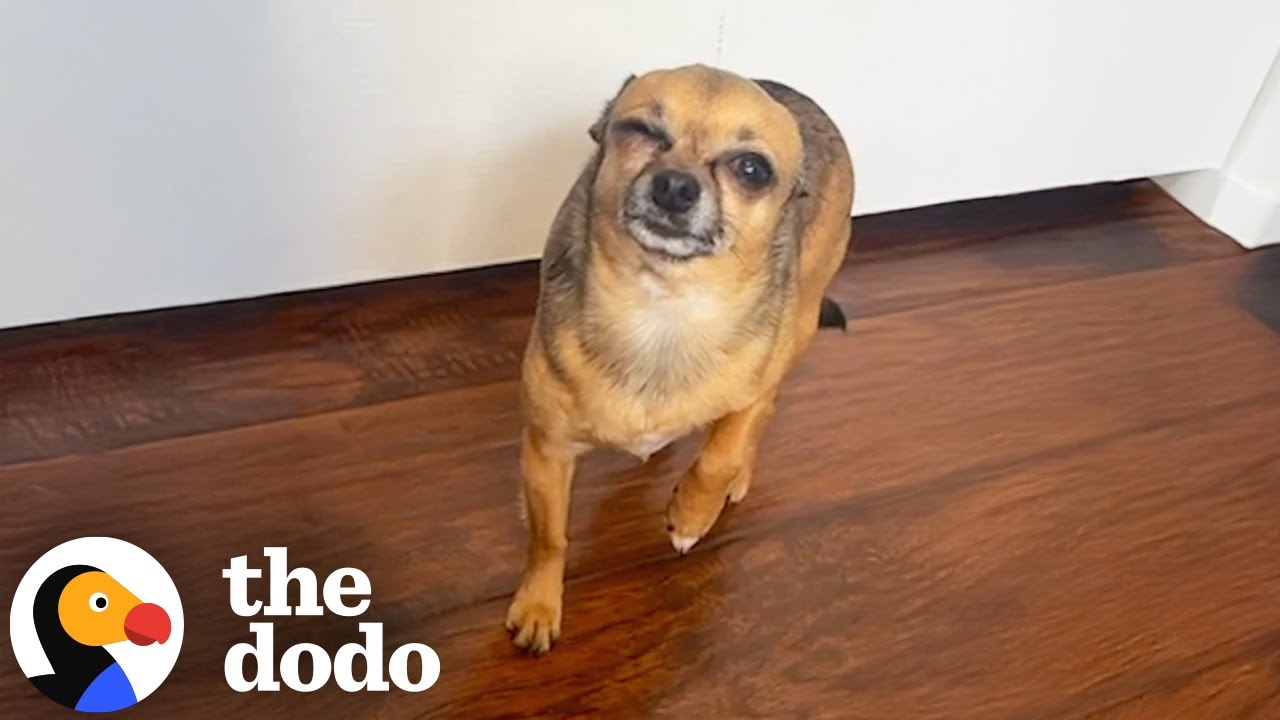 Chihuahua Fakes Injuries To Keep Mom Home | The Dodo