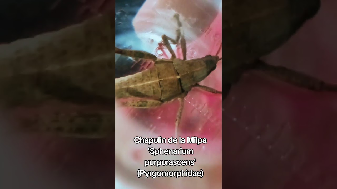 Chapulin de la Milpa 'Sphenarium purpurascens' 