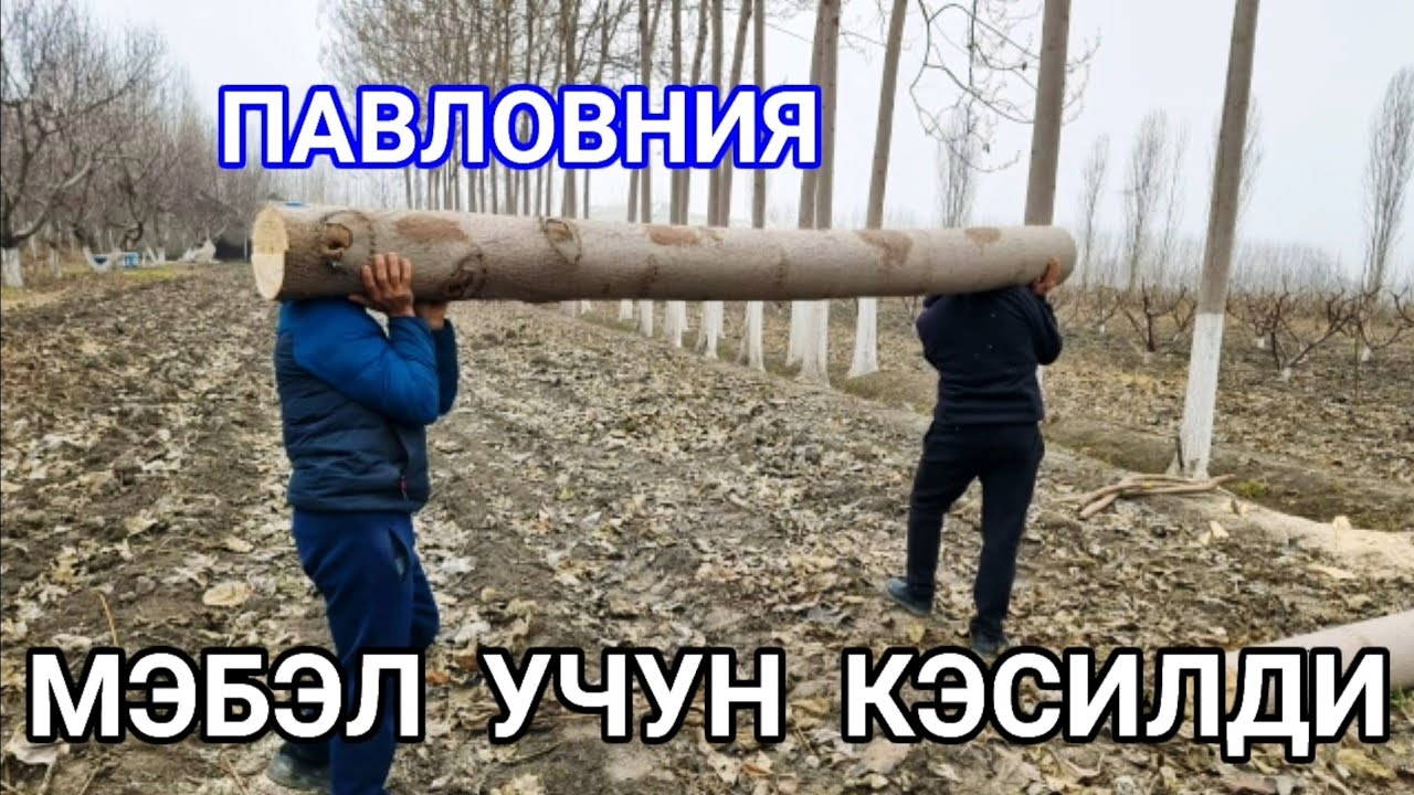 #ПАВЛОВНИЯ.  МЕБЕЛ  УЧУН  КЕСИЛДИ  200$
