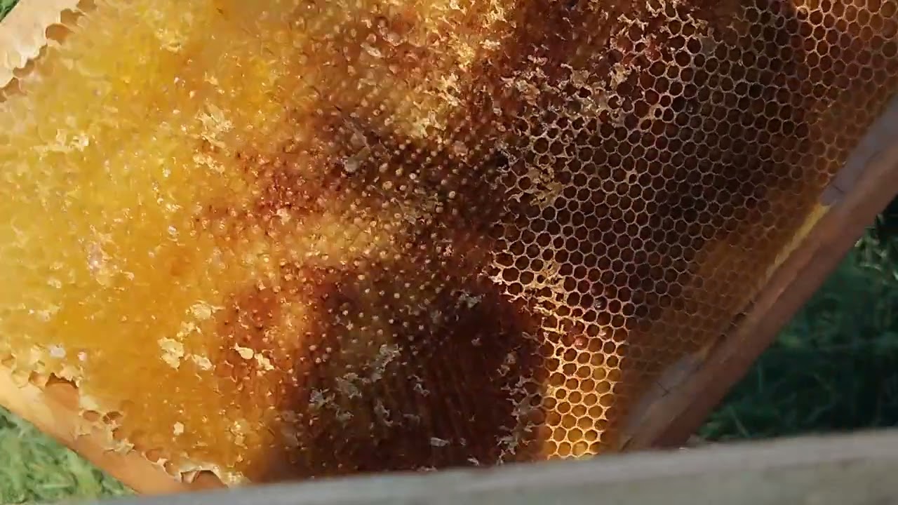 Pewne i bezpieczne poddanie matki unasiennionej 9.07.2023