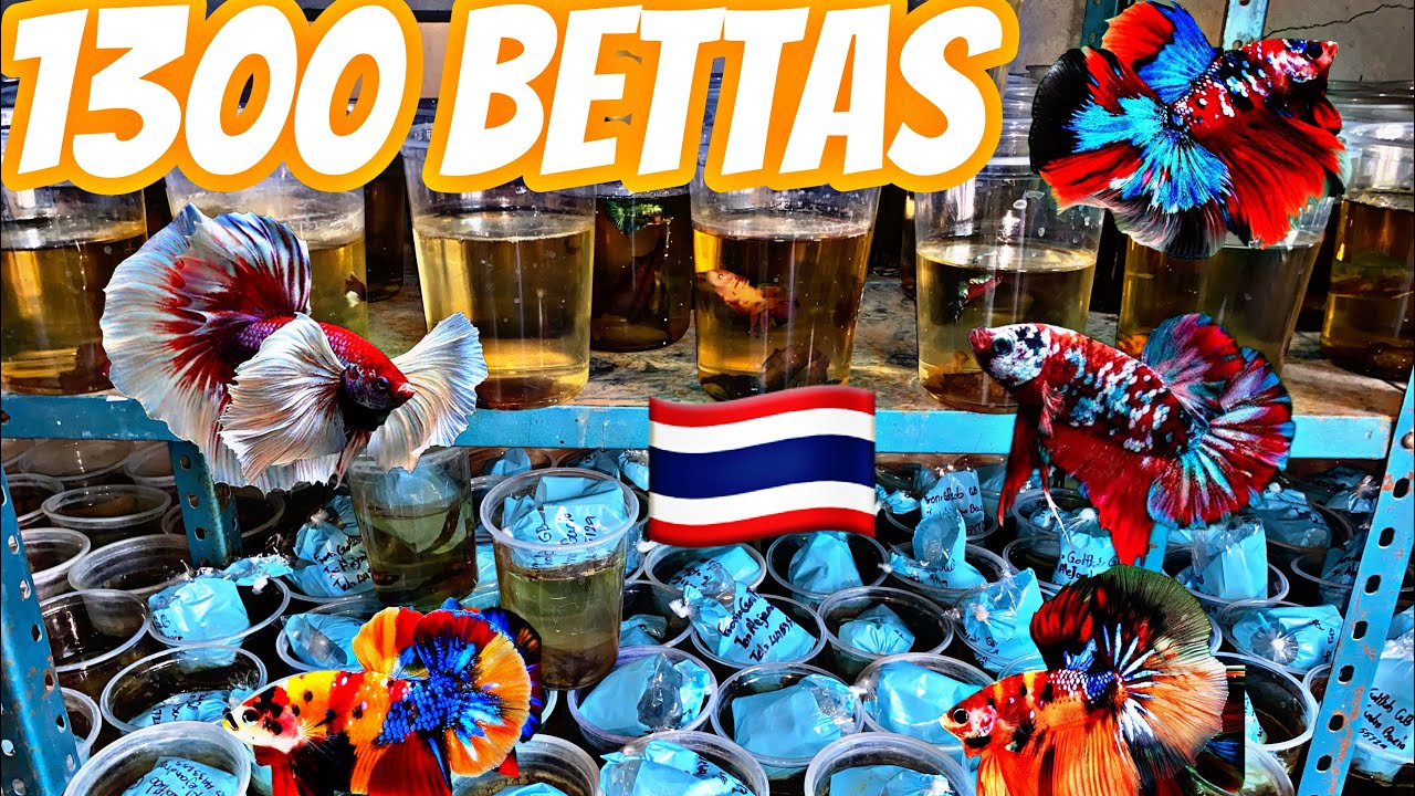 BETTAS IMPORTADOS PARA EL CRIADERO ZACA BETTAS