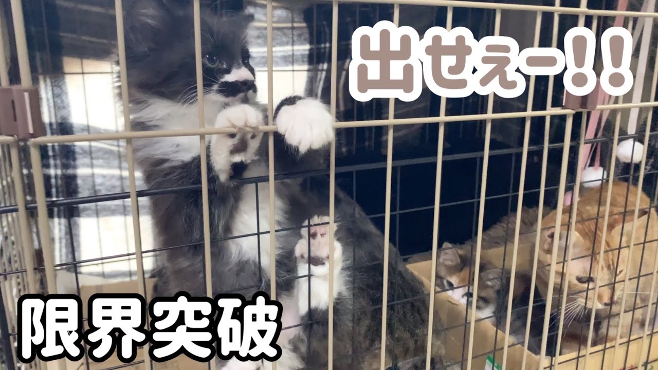 来客中にケージで待ってもらったら子猫達が暴れて手に負えなくなりました