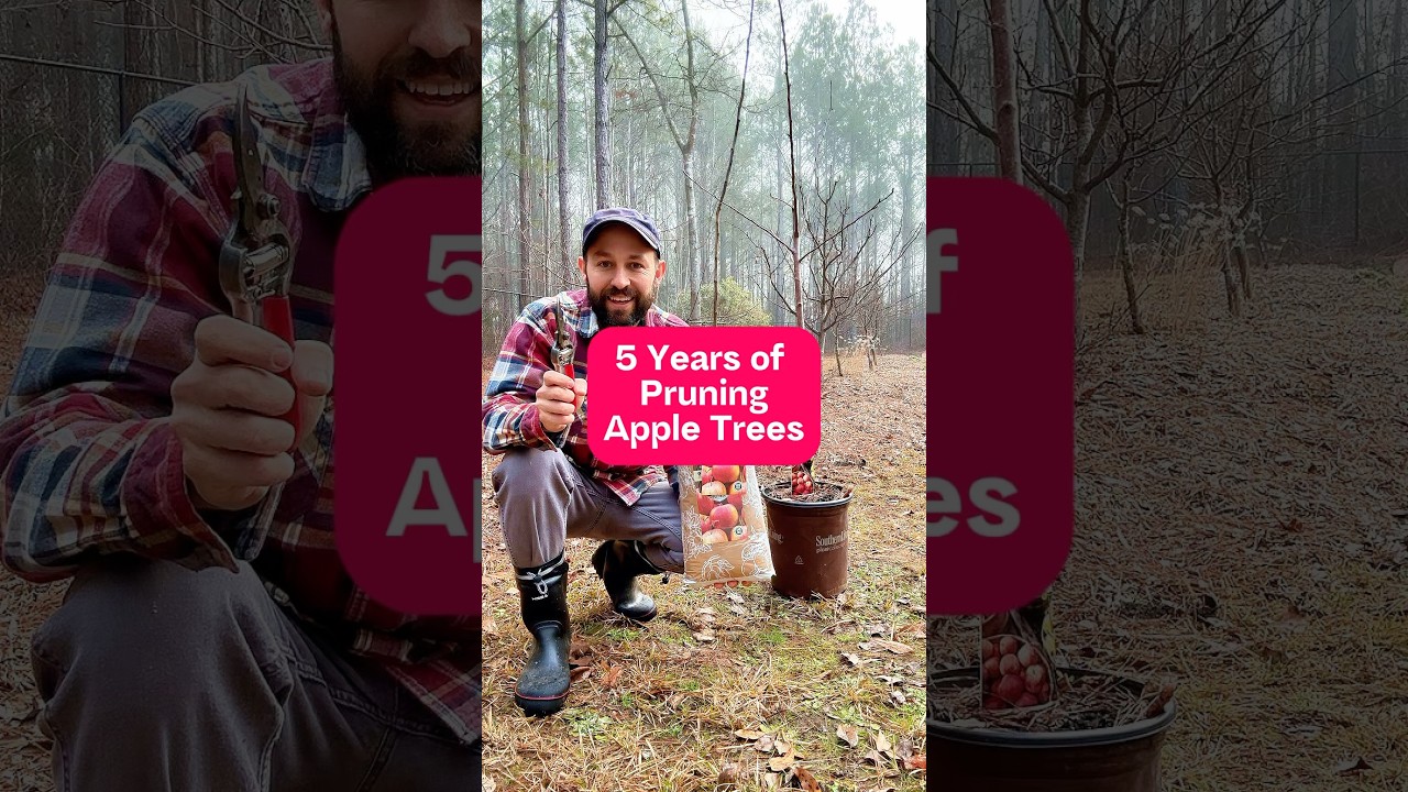 5 Years of Pruning Apple Trees #shorts #pruning #fruittrees #gardening #orchard #growyourownfood