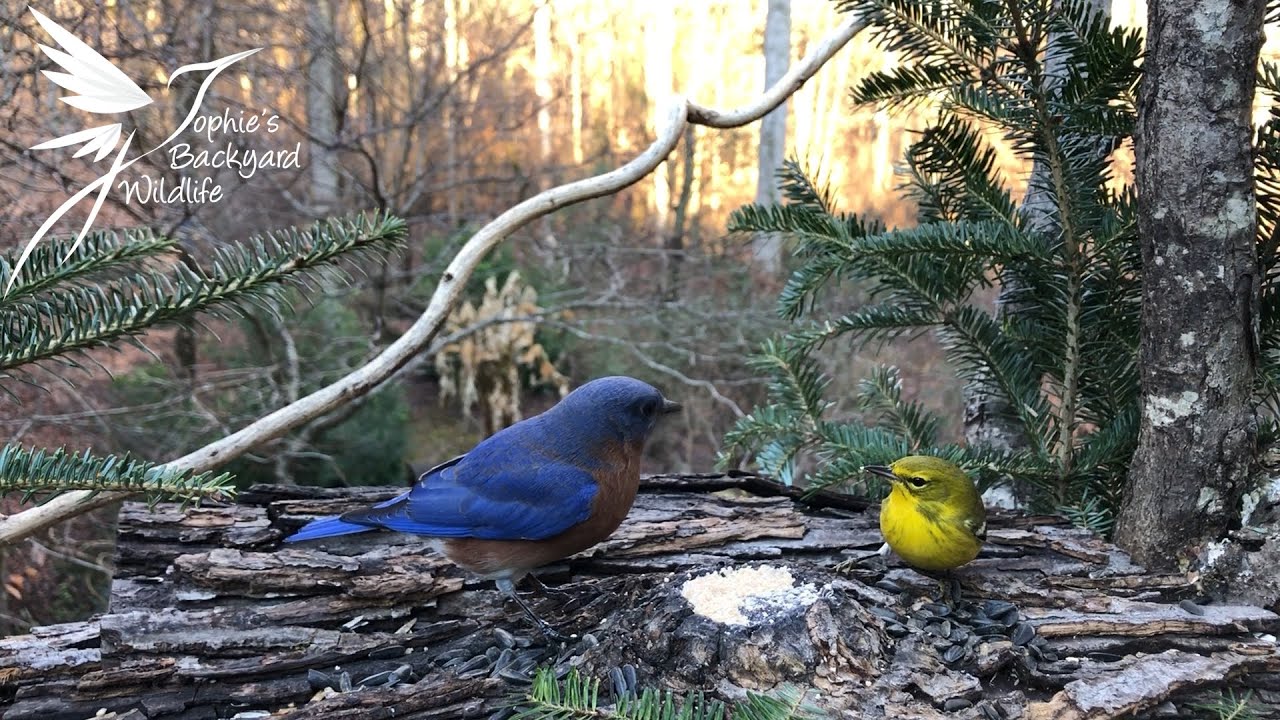 Close-up of wild birds - Winter in Georgia