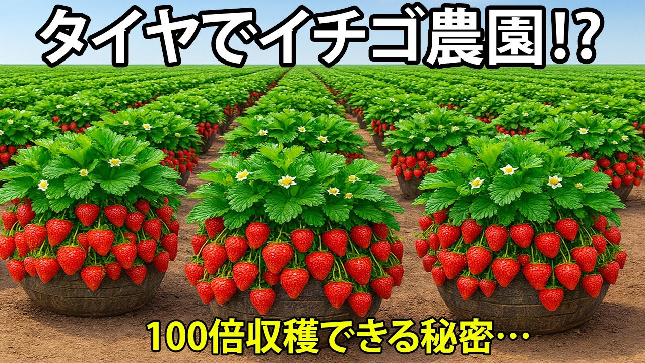 家庭菜園アイデア｜タイヤで簡単に育つ甘いいちご